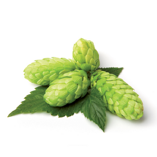 cône de houblon bienfaits, houblon bienfaits